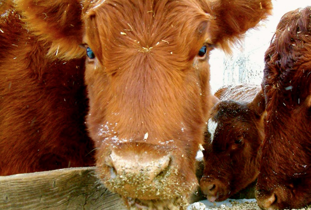 Production uncertainty drives feed grain markets