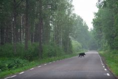 File photo of a wild boar crossing a road in Sweden. (Ockra/iStock/Getty Images)
