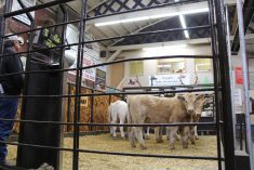 Photo: Canadian Cattlemen file