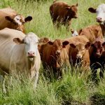 A herd of cattle near Wellesley, Ont. Some beef and cash crop farmers are signing on with an Ontario company that aims to develop carbon projects.