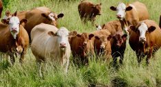 A herd of cattle near Wellesley, Ont. Some beef and cash crop farmers are signing on with an Ontario company that aims to develop carbon projects.