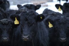 Calves being backgrounded over the winter on a ranch. Researchers at the University of Calgary’s faculty of veterinary medicine are studying why some producers choose to precondition their calves.