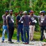 File photo of seasonal agriculture workers from Jamaica at Suncrest Orchards near Simcoe, Ont. (Farmtario photo by Diana Martin)
