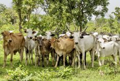 Zebu cattle at Old Oyo National Park in Nigeria. Livestock producers travelling to countries with foot-and-mouth disease can minimize the risk of bringing it home.