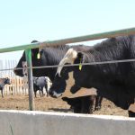Cull bulls in a feedlot. Pain mitigation has become standard practice when castrating older animals, and researchers are looking at whether it reduces disease in other stressful situations.