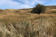 The landscape of the Special Areas varies, with differences in vegetation, moisture and soil type all coming into play across the region.