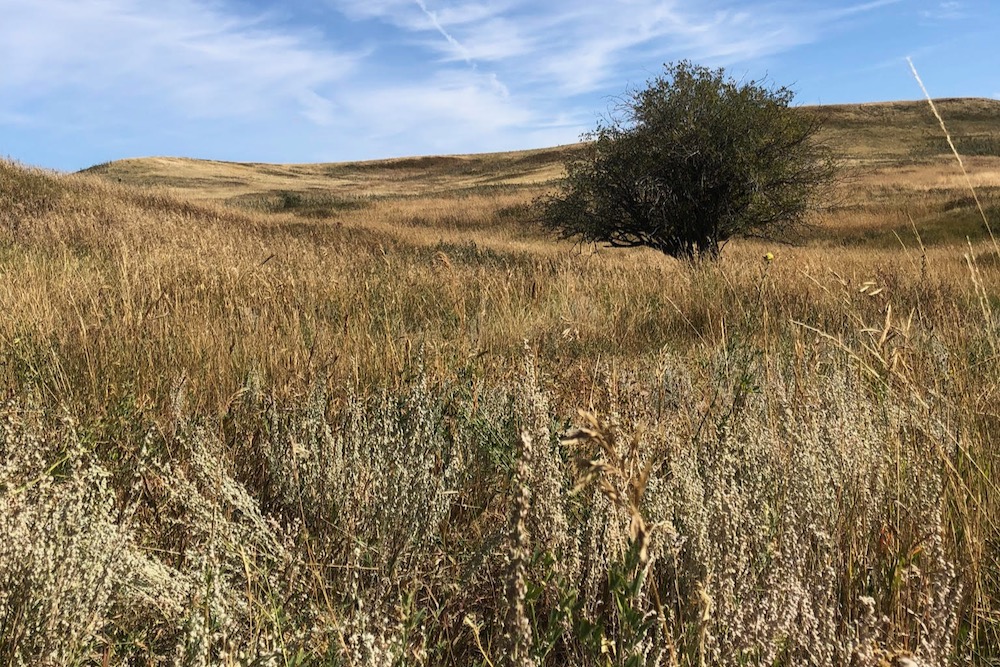 The landscape of the Special Areas varies, with differences in vegetation, moisture and soil type all coming into play across the region.