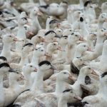File photo of ducks on a farm at Gironde in southwestern France. (Esperanza33/iStock/Getty Images)