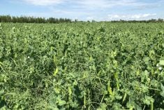 File photo of a pea crop south of Ethelton, Sask. on Aug. 1, 2019. (Dave Bedard photo)
