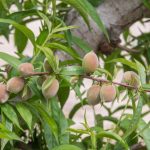 File photo of immature peaches on a tree in California’s San Joaquin Valley. (GomezDavid/iStock/Getty Images)