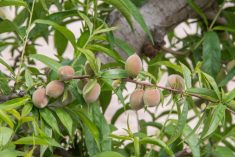 File photo of immature peaches on a tree in California’s San Joaquin Valley. (GomezDavid/iStock/Getty Images)