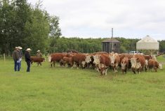 Ranchers check out the cattle during a Hereford tour in northwestern Saskatchewan in 2019. Consider what mix of cattle, and whether a maternal or terminal herd would best fit your enterprise.