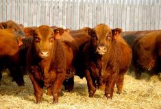 Urolithiasis results in significant economic loss to the feedlot industry and stands as the fifth-most prevalent cause of feedlot deaths.