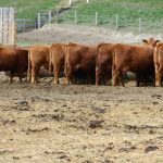 cattle feeding at a trough