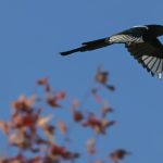 A black-billed magpie in Edmonton on Oct. 19, 2023. (Photo: Artur Widak/NurPhoto via Reuters)
