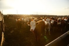Fed cattle prices hold steady, beef production below year-ago levels