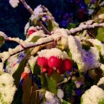 Fresh snow on an ornamental crabapple tree in Winnipeg, Oct. 25, 2023. (Dave Bedard photo)