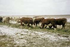 Drought, hail or an early frost create opportunities to use annual cash crops as cattle feed.