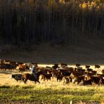 “There are three kinds of men. The ones that learn by readin’. The few who learn by observation. The rest of them have to pee on the electric fence for themselves.” – Will Rogers.