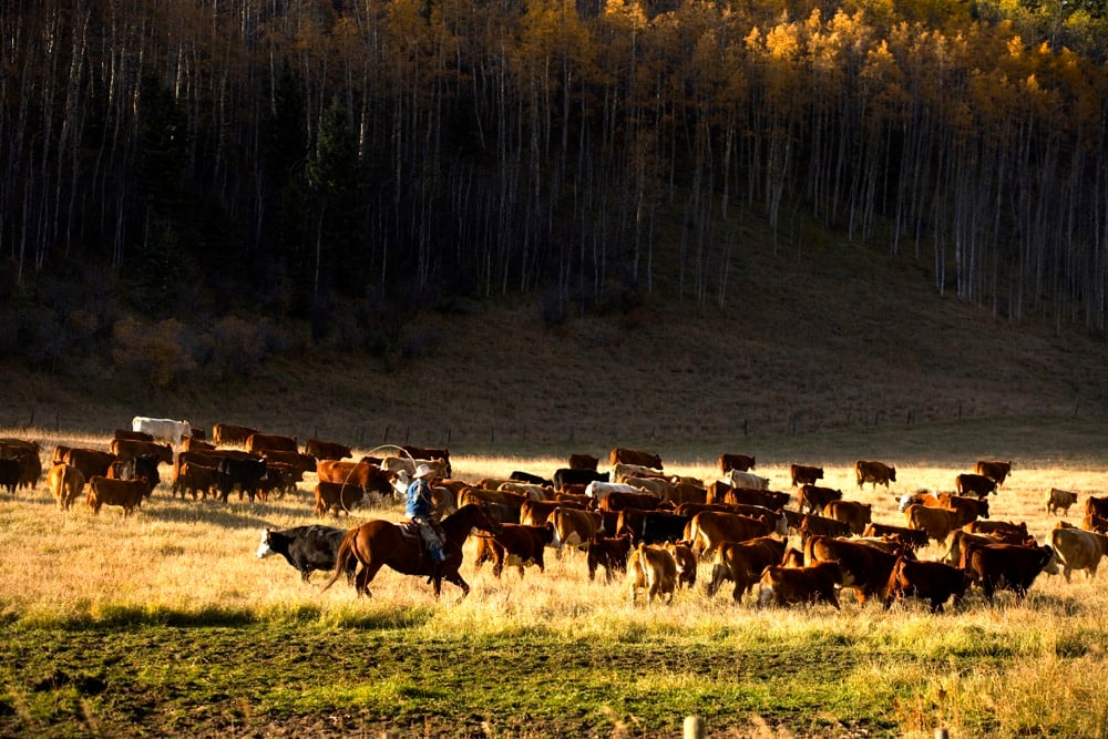 “There are three kinds of men. The ones that learn by readin’. The few who learn by observation. The rest of them have to pee on the electric fence for themselves.” – Will Rogers.
