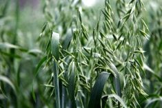 Protein availability can be reduced when it is bound to fibre fractions in forages.