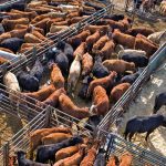 U.S. livestock: CME cattle futures extend gains, await U.S. data