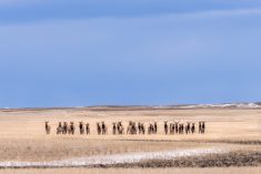 A herd of elk in a winter wheat field in Alberta’s foothills.