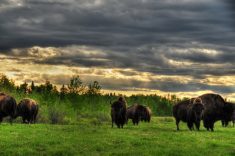 Living Lab integrates Indigenous perspective into ag research