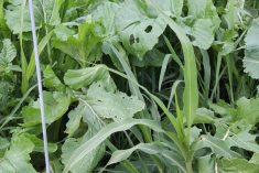 A close-up of a cover crop grazing blend at Ag in Motion, near Langham, Sask., in 2023.