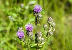 Canada thistle can be controlled through grazing, while simultaneously providing nutrition to cows.