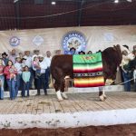 Guadalajara Simmental National Exhibition Grand Champion Bull Popeye, El Molino Ranch.