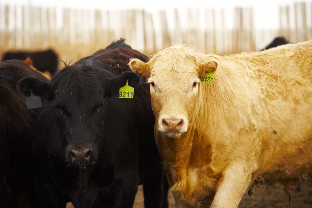 CCIA to deliver live cattle chain of custody verification for the Certified Sustainable Beef Framework