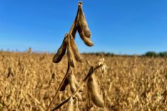 A soybean field north of St. Adolphe, Man. on Sept. 17, 2023. (Dave Bedard photo)
