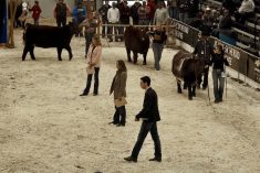 As well as a $2,500 scholarship, 4-H youth judging winner Justin Harcourt, right, from Quill Lake, Sask., judged the First Lady Classic Nov. 21 as part of his competition prize. Judges Kirsten Fornwald, left, Mona Howe and Harcourt chose the top shorthorn female during the individual class competitions.