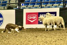 Tan, a red border collie handled by Calin Duce of Cardston, Alta., at work in the ring. (Melissa Bezan photo)