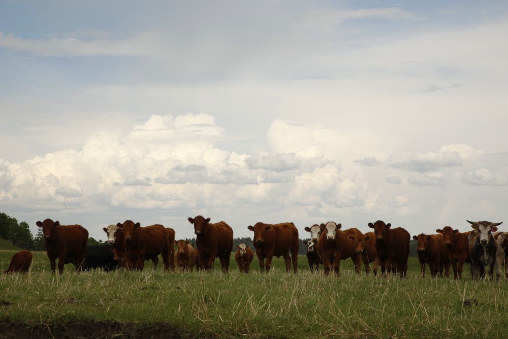 (Photo courtesy Canada Beef Inc.)
