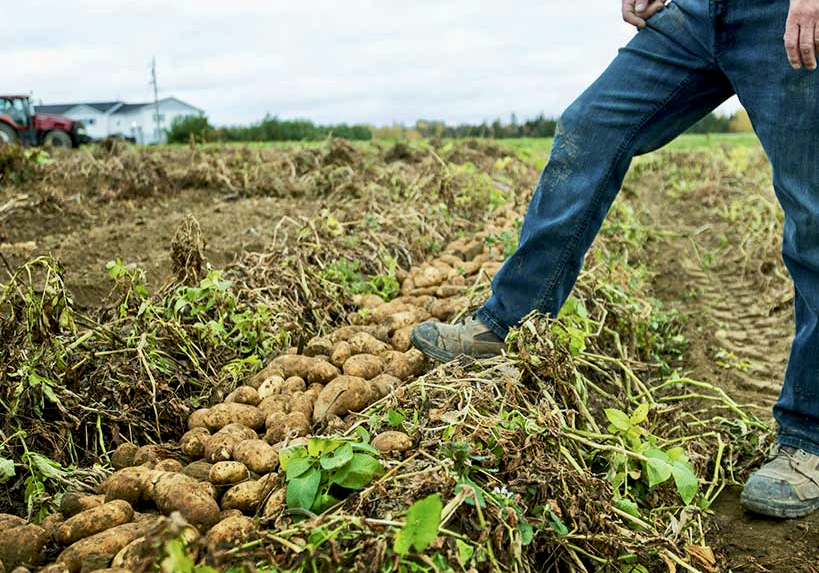 McCain foods has launched Presia Ag Insights, a firm that will use artificial intelligence to advise growers.  Photo: McCain Foods
