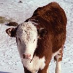 Producers need to think about how to wean and when to wean their calves.