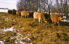 Winter feeding management for cattle