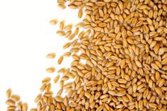 If it is cost-competitive, wheat can be a good option in feedlot diets.