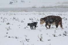 A cow and young calf caught in a spring snowstorm in Saskatchewan. Shifting or condensing the calving season requires careful consideration.