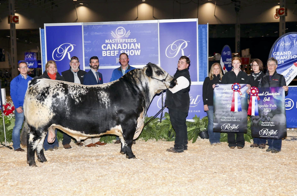 Andchris Just Crushin’ It 20J, Grand Champion Speckle Park Bull.