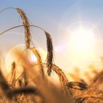 USDA lowers wheat carryout calls, minor adjustments elsewhere