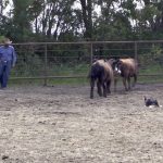 VIDEO: Tips on ‘dog-breaking’ your cattle