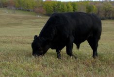Body condition is important for bulls. If over-conditioned, fat accumulates on the exterior of the body, including the scrotum.