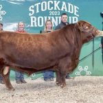 Red DMM Rumble 74J, Grand Champion Red Angus Bull at the Lloydminster Stockade Roundup.