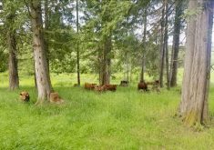 "I realized we weren’t going to get any more money for their cattle taking them to the commodity market of the mainland." – Brad Chappell.