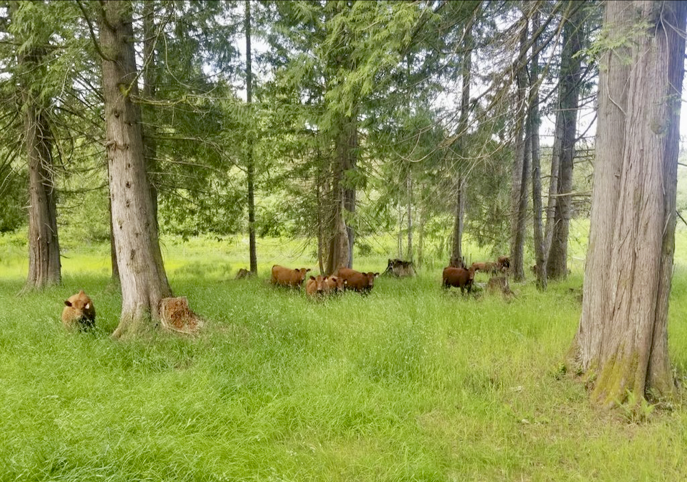 "I realized we weren’t going to get any more money for their cattle taking them to the commodity market of the mainland." – Brad Chappell.