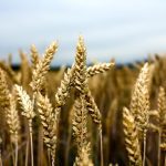 Rising loonie and weaker futures weigh on spring wheat bids