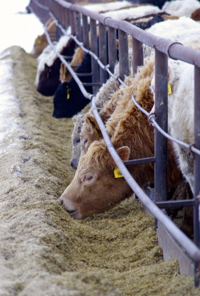 With inflation having an impact on consumer spending, cattle markets will likely struggle to improve.